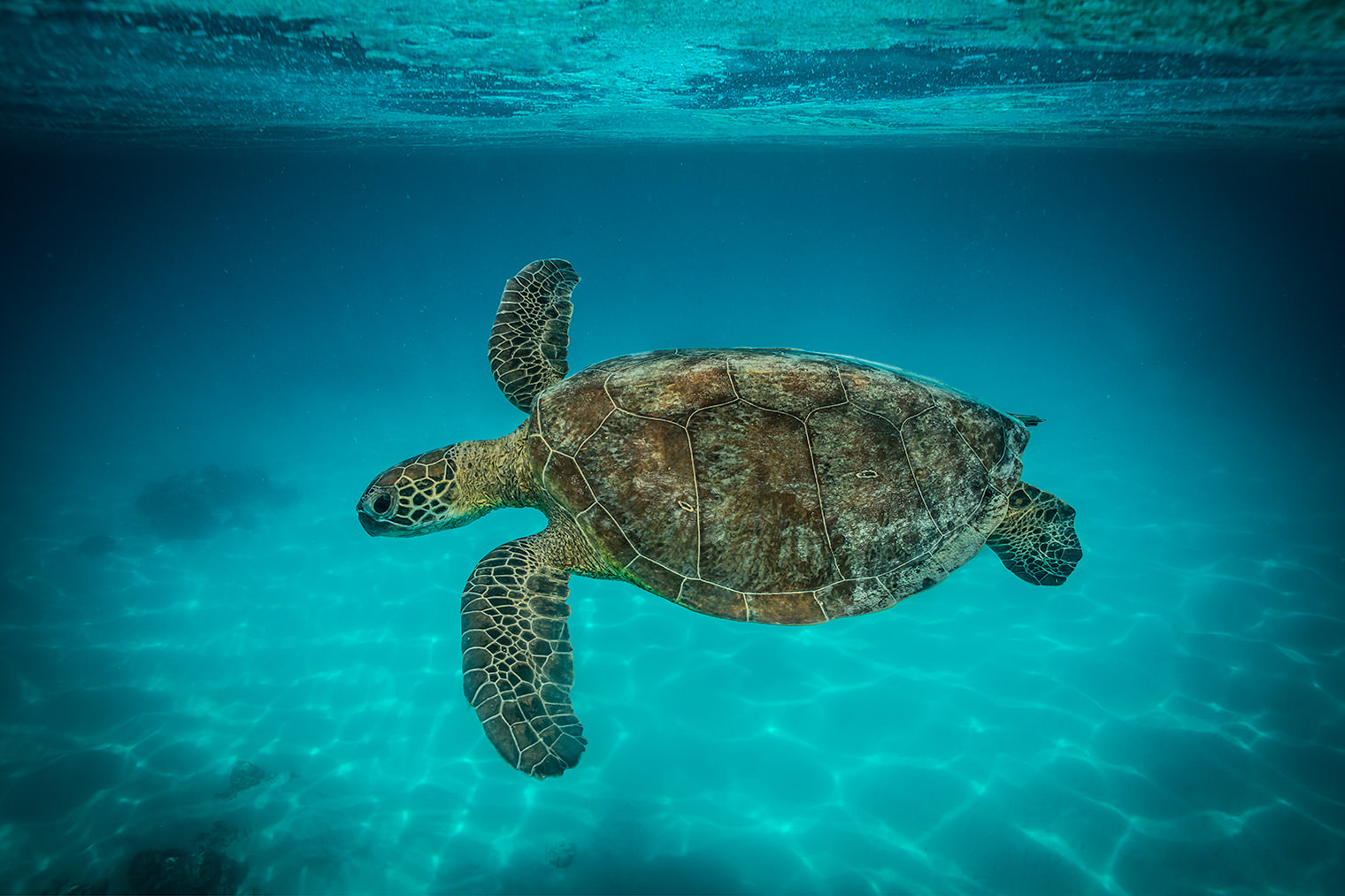 Green Sea Turtle - | Fine Art Landscape Photography